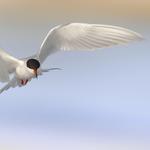 Beautiful-Seabird-Arctic-Tern-2048x2048-thumb